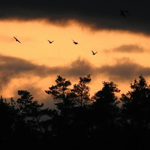 Oliver Schilling, Bird Sounds - 5 Min Meditation: Deep Sleep Pads & Forest Birds (2026)